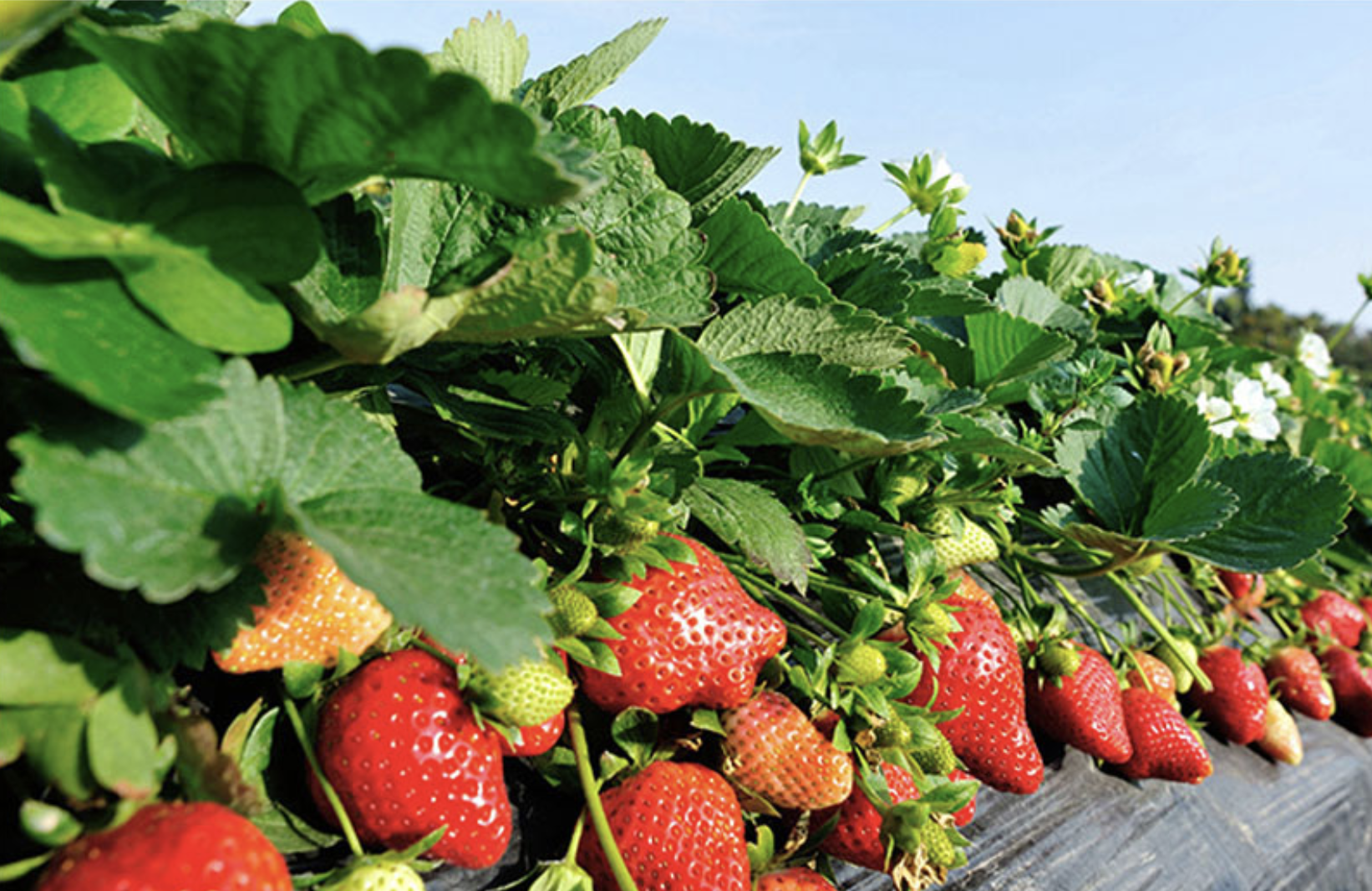 딸기, 딸기고르는법, 딸기디저트, 설향딸기, 킹스베리, 논산 특산물, 답례품, 고향사랑기부제