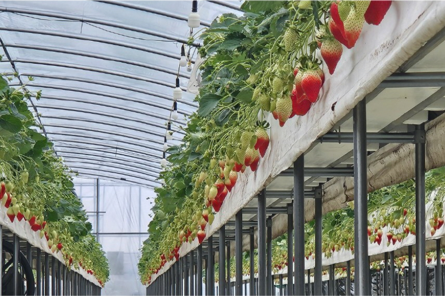 딸기, 딸기고르는법, 딸기디저트, 설향딸기, 킹스베리, 논산 특산물, 답례품, 고향사랑기부제