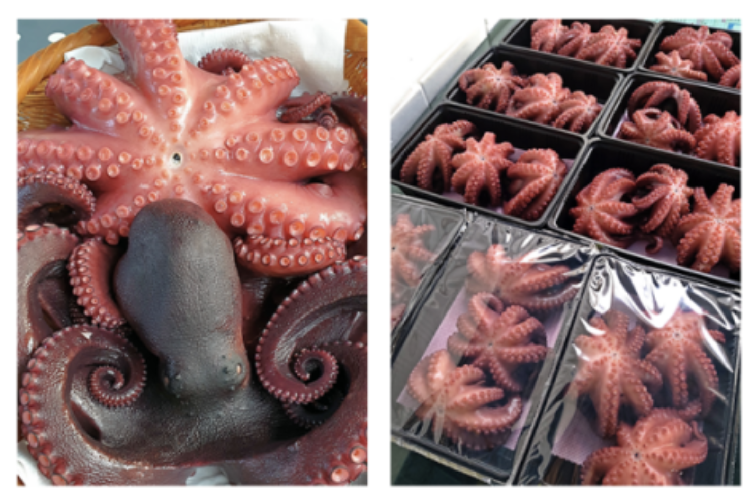 고향사랑기부제, 고향사랑기부, 세액공제, 답례품, 문어삶는법, 자숙돌문어, 문어숙회, 남해문어, 남해군