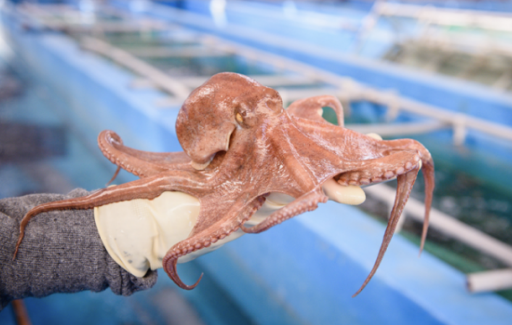 고향사랑기부제, 고향사랑기부, 세액공제, 답례품, 문어삶는법, 자숙돌문어, 문어숙회, 남해문어, 남해군